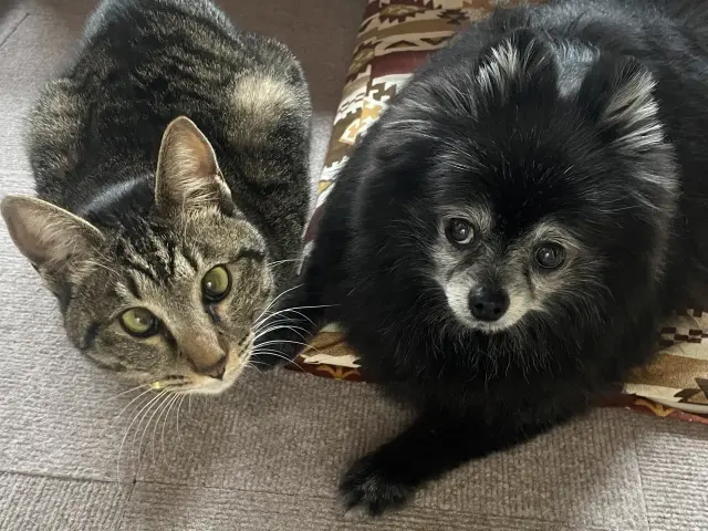 ペットと一緒に